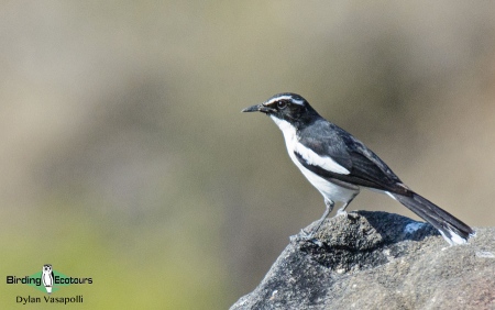 Angolan Cave Chat  |  Adult  |  Tundavala, Angola  |  June 2018