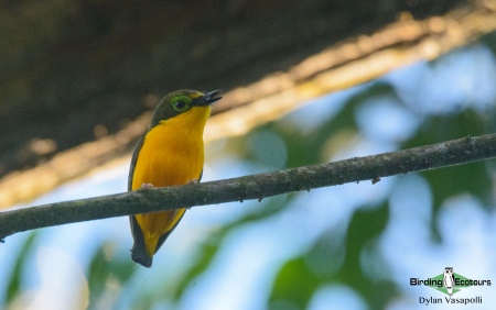 Yellow-bellied Wattle-eye  |  Adult  |  Kumbira Forest, Angola  |  June 2018