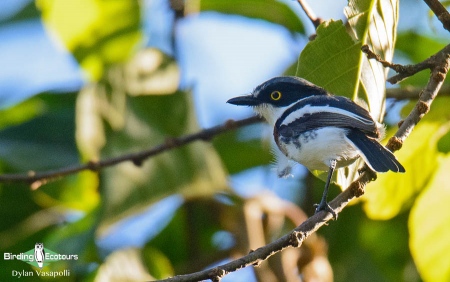 Angolan Batis  |  Adult  |  Tundavala, Angola  |  June 2018