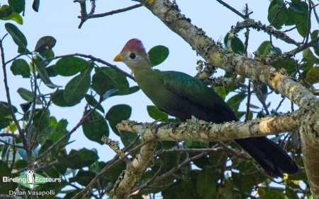 Red-crested Turaco  |  Adult  |  Kumbira Forest, Angola  |  June 2018