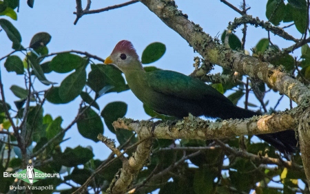 Red-crested Turaco  |  Adult  |  Kumbira Forest, Angola  |  June 2018