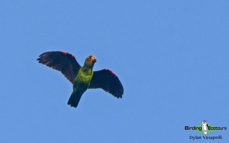 Red-fronted Parrot  |  Adult  |  Quitexe, Angola  |  June 2018