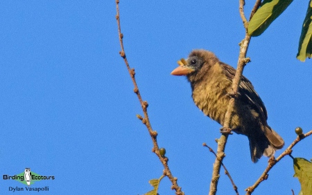 Bristle-nosed Barbet  |  Adult  |  Quitexe, Angola  |  June 2018