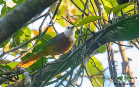 White-headed Robin-Chat  |  Adult  |  Kalandula, Angola  |  June 2018