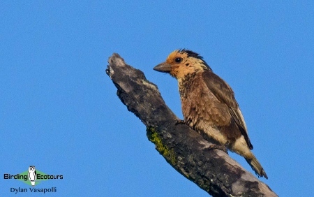 Anchieta's Barbet  |  Adult  |  Kalandula, Angola  |  June 2018