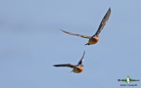 Red-throated Cliff Swallow  |  Adult  |  Kalandula, Angola  |  June 2018