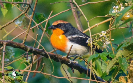 Braun's Bushshrike  |  Adult  |  Quitexe, Angola  |  June 2018