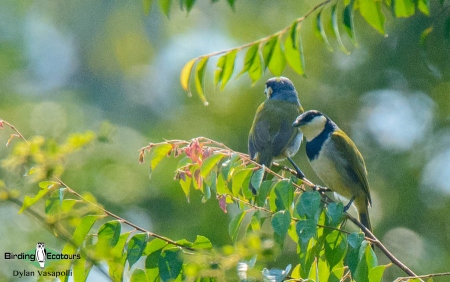 Black-collared Bulbul  |  Adult  |  Quitexe, Angola  |  June 2018