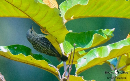 Tit Hylia  |  Adult  |  Quitexe, Angola  |  June 2018