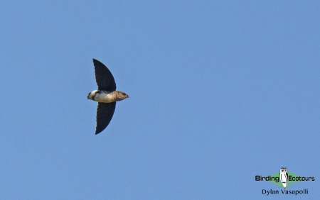 Bohm's Spinetail  |  Adult  |  Kissama National Park, Angola  |  June 2018