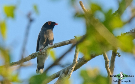 Gabela Helmetshrike  |  Adult  |  Kissama National Park, Angola  |  June 2018
