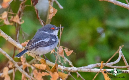 White-fronted Wattle-eye  |  Adult  |  Kissama National Park, Angola  |  June 2018
