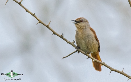 Rufous-tailed Palm Thrush  |  Adult  |  Kissama National Park, Angola  |  June 2018