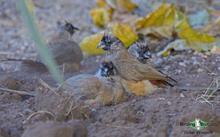 Red-backed Mousebird  |  Adult  |  Tundavala, Angola  |  June 2018
