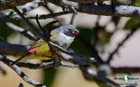 Angolan Waxbill  |  Adult  |  Tundavala, Angola  |  June 2018