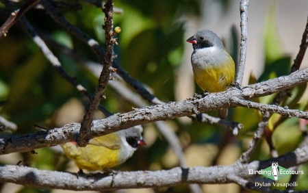 Angolan Waxbill  |  Adult  |  Tundavala, Angola  |  June 2018