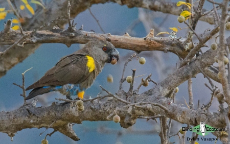 Ruppell's Parrot  |  Adult  |  Namibe, Angola  |  May 2018