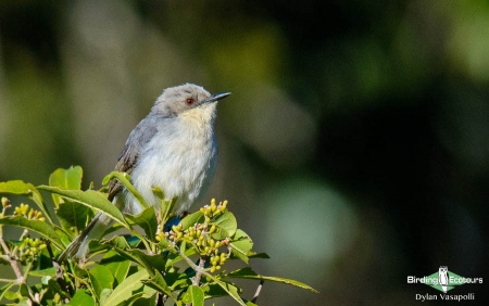 Grey Apalis  |  Adult  |  Mt Moco, Angola  |  May 2018