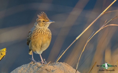 Angolan Lark  |  Adult  |  Mt Moco, Angola  |  May 2018