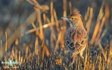 Angolan Lark  |  Adult  |  Mt Moco, Angola  |  May 2018