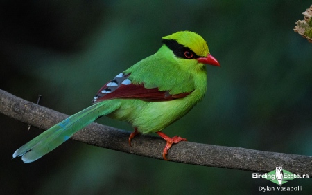 Common Green Magpie  |  Adult  |  Sattal, Uttarakhand  |  Feb 2020