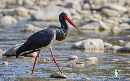 Black Stork  |  Adult  |  Corbett Tiger Reserve, Uttarakhand  |  Feb 2020