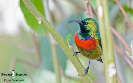 Forest Double-collared Sunbird  |  Adult male  |  Zomba Mountain, Malawi  |  Nov 2015