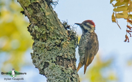Stierling's Woodpecker  |  Adult  |  Dzalanyama Forest Reserve, Malawi  |  Nov 2017