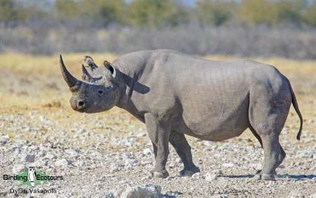 Black Rhino  |  Adult  |  Etosha National Park  |  Jul 2017