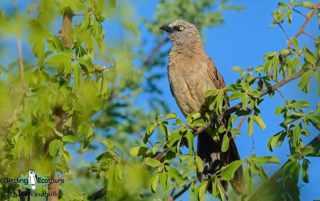 Black-faced Babbler  |  Adult  |  Etosha National Park  |  Dec 2018