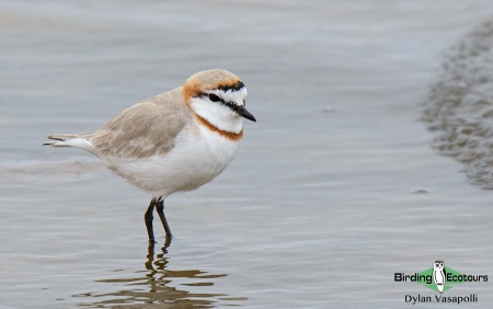 Chestnut-banded Plover  |  Adult male  |  Walvis Bay  |  Dec 2018