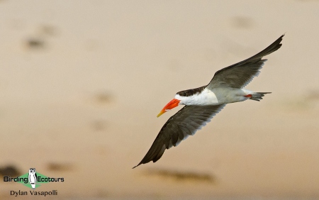 African Skimmer  |  Adult  |  Katima Mulilo  |  Dec 2018