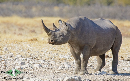 Black Rhino  |  Adult  |  Etosha National Park  |  Jul 2017