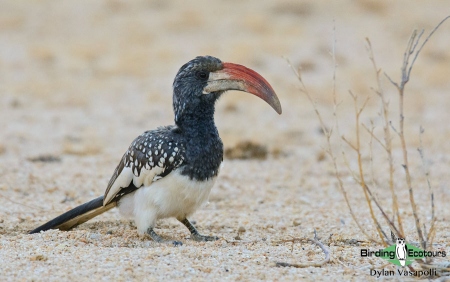 Monteiro's Hornbill  |  Adult  |  Spitzkoppe  |  Dec 2018