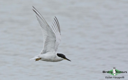 Damara Tern  |  Adult  |  Walvis Bay  |  Dec 2018