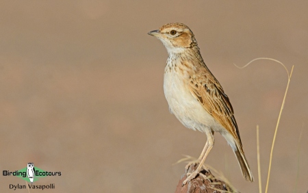 Fawn-colored Lark  |  Adult  |  Sossusvlei  |  Dec 2017