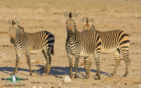 Hartmann's Mountain Zebra  |  Adults  |  Etosha National Park  |  Jul 2017