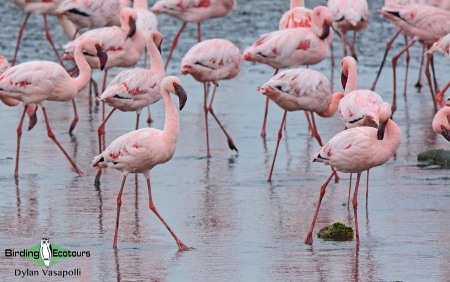 Lesser Flamingo  |  Adults  |  Walvis Bay  |  Dec 2018