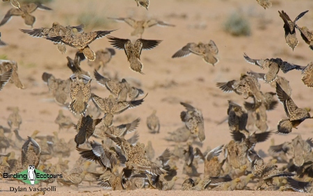 Namaqua Sandgrouse  |  Adults  |  Brandberg  |  Dec 2018
