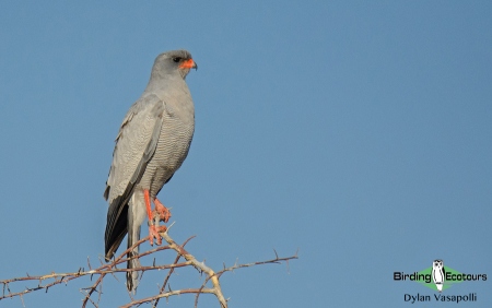 Pale Chanting Goshawk  |  Adult  |  Etosha National Park  |  Jul 2017