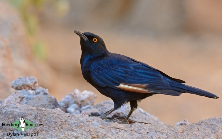 Pale-winged Starling  |  Adult  |  Spitzkoppe  |  Dec 2018