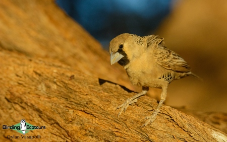 Sociable Weaver  |  Adult  |  Sossusvlei  |  Dec 2017