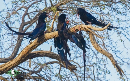 Violet Wood Hoopoe  |  Adults  |  Brandberg  |  Dec 2018