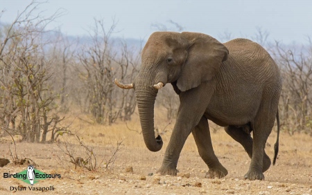 African Elephant  |  Adult  |  Kruger National Park  |  Sep 2017