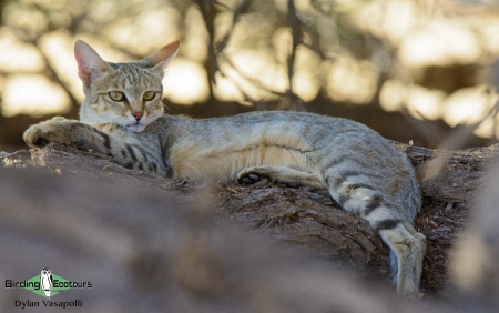 African Wild Cat  |  Adult  |  Kgalagadi Transfrontier Park  |  Dec 2017