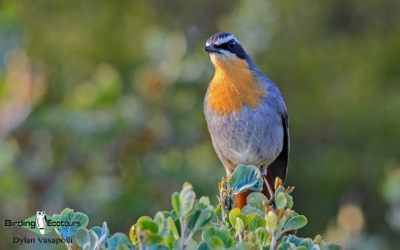 Cape Robin-Chat  |  Adult  |  Cape Town  |  Sep 2013