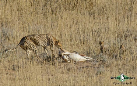 Cheetah kill  |  Adult  |  Kgalagadi Transfrontier Park  |  Dec 2017