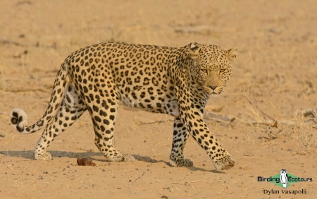 Leopard  |  Adult  |  Kgalagadi Transfrontier Park  |  Sep 2017