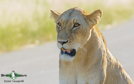 Lion  |  Adult  |  Kruger National Park  |  Apr 2019