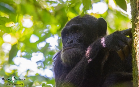 Chimpanzee  |  Adult  |  Kibale Forest  |  Jul 2018